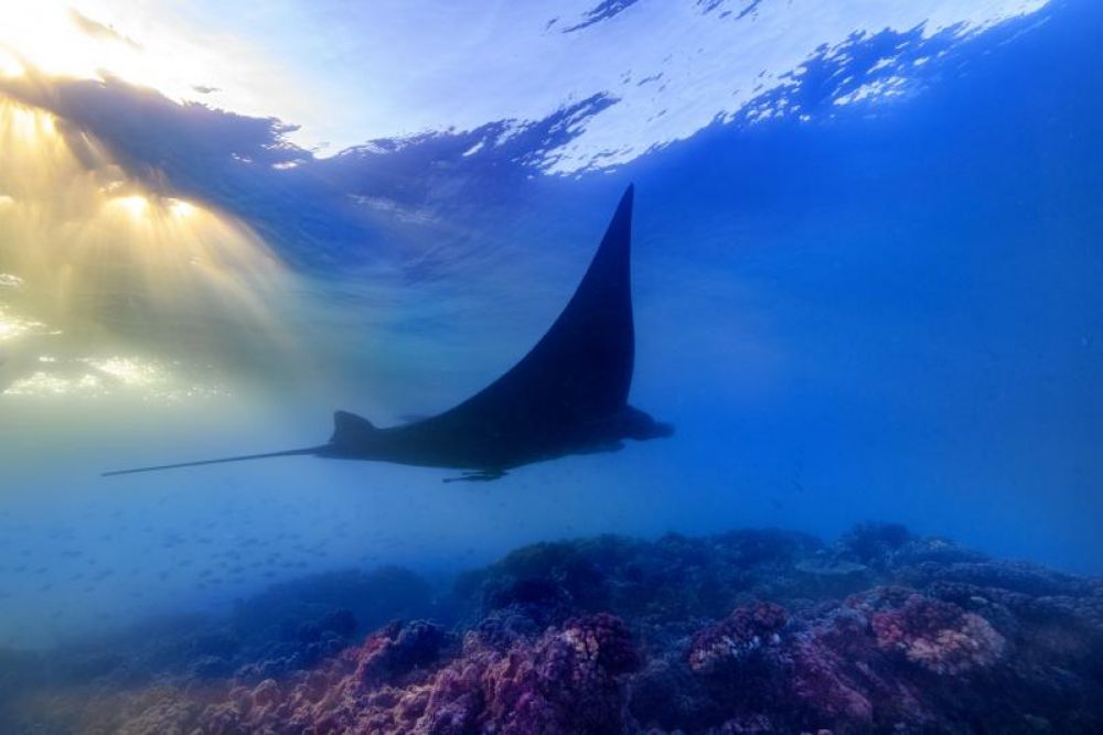 Fiji - Awesome Pass, Accommodation & Transfers