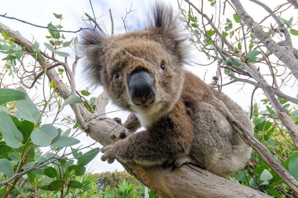 Melbourne To Adelaide Great Ocean Rd Tour - Wildlife Tours