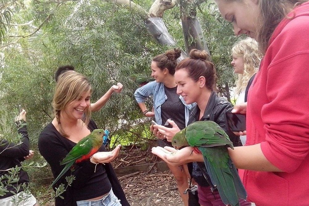 Melbourne to Adelaide Great Ocean Rd Tour Wildlife Tours