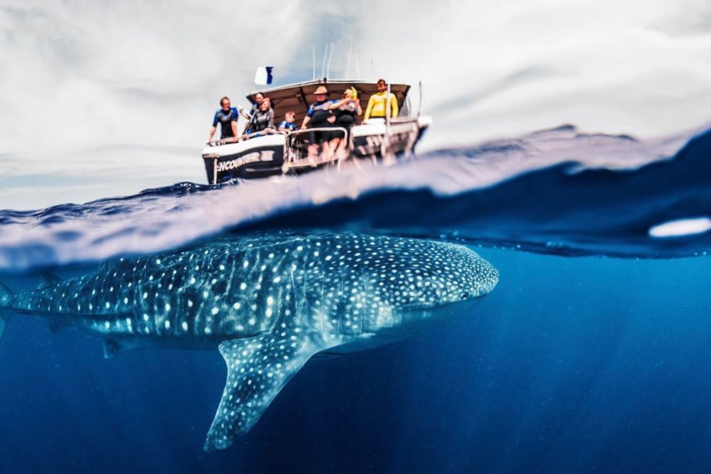 WHALE SHARK SNORKELLING TOUR KINGS NINGALOO REEF TOURS » Backpackers