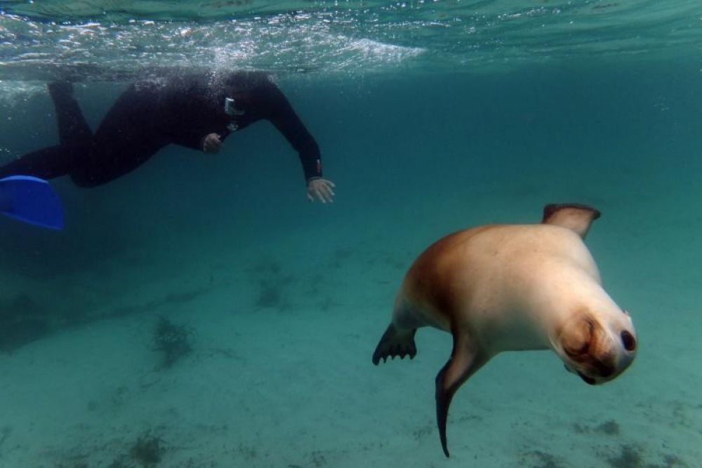 Swim with Sea Lions - Adventure Bay Charters