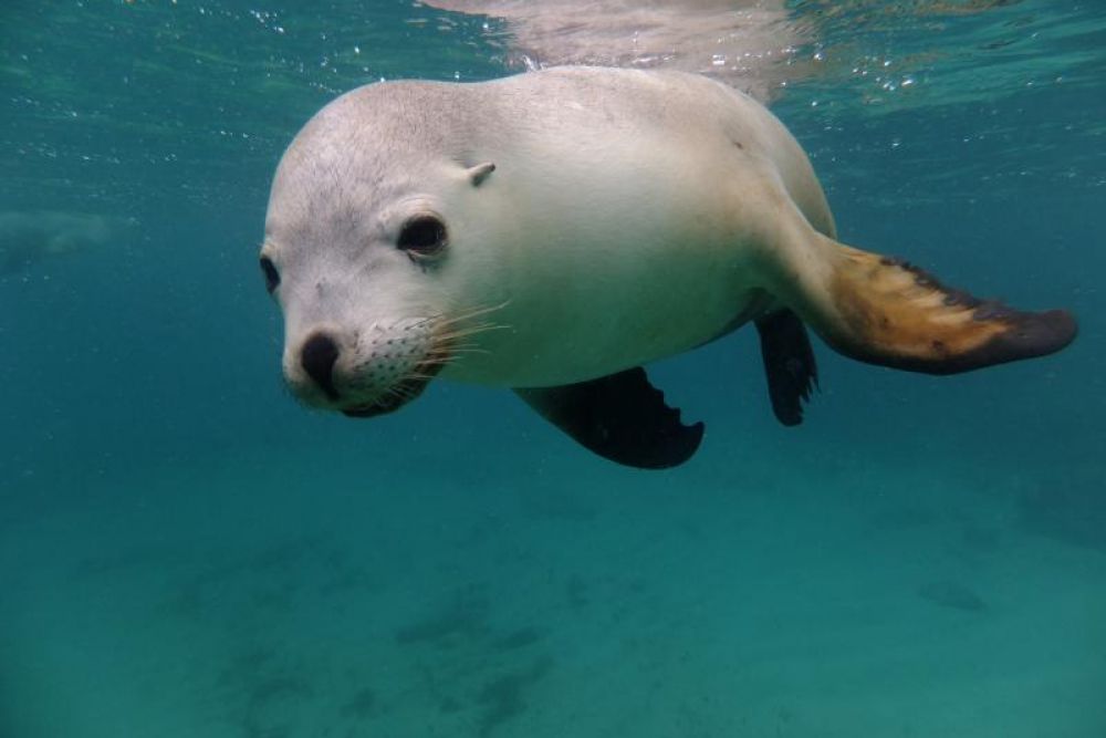 Swim with Sea Lions - Adventure Bay Charters