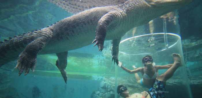 Cage of Death + Croc Cove entry - Crocosaurus Cove Darwin