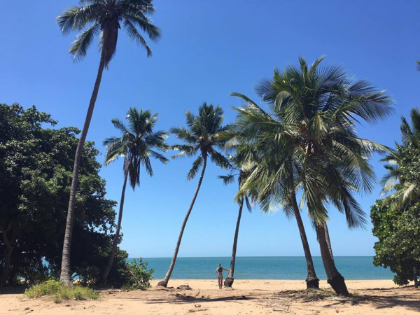 Palm Trees in East Coast