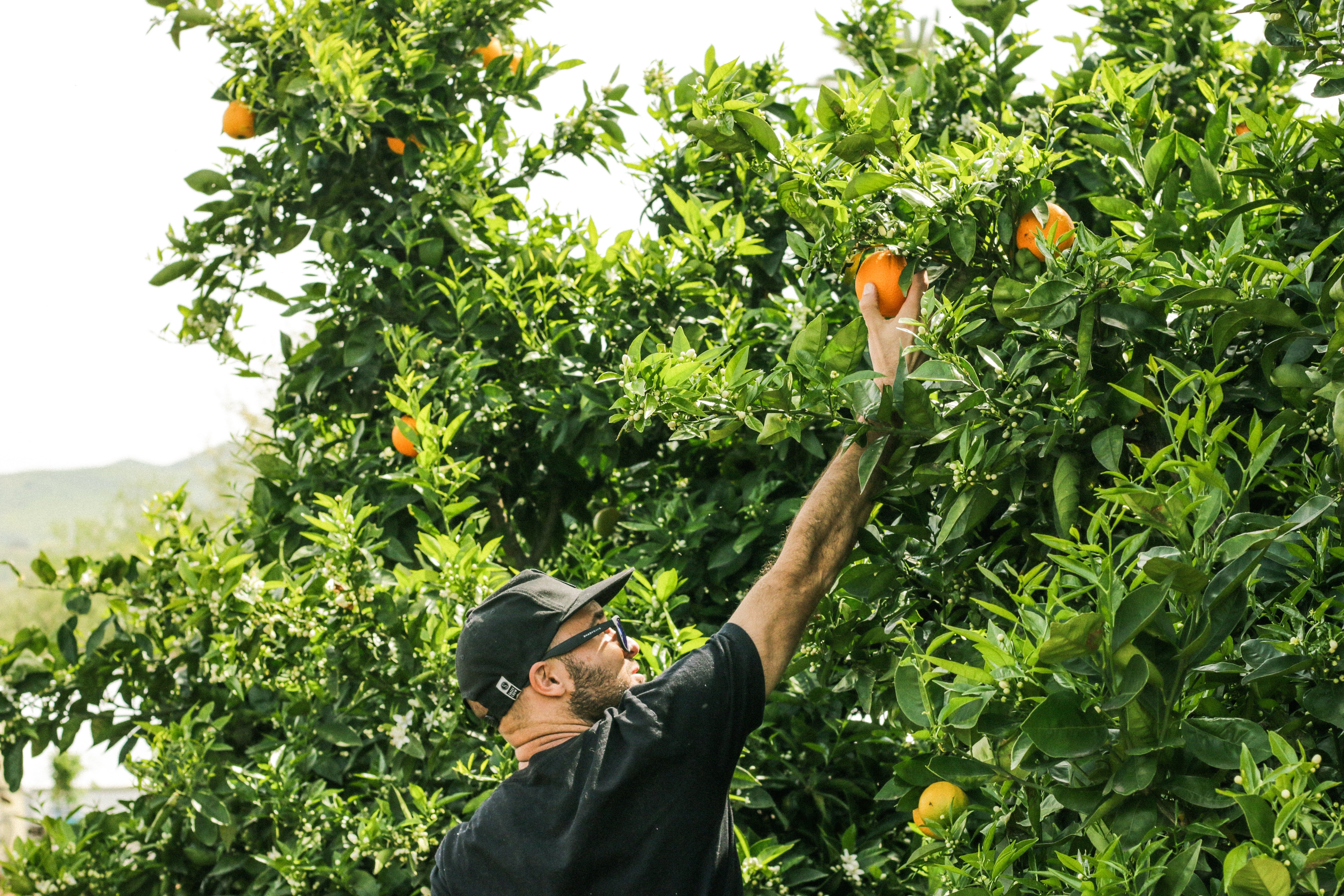 backpacker-s-guide-how-to-find-farm-work-in-australia